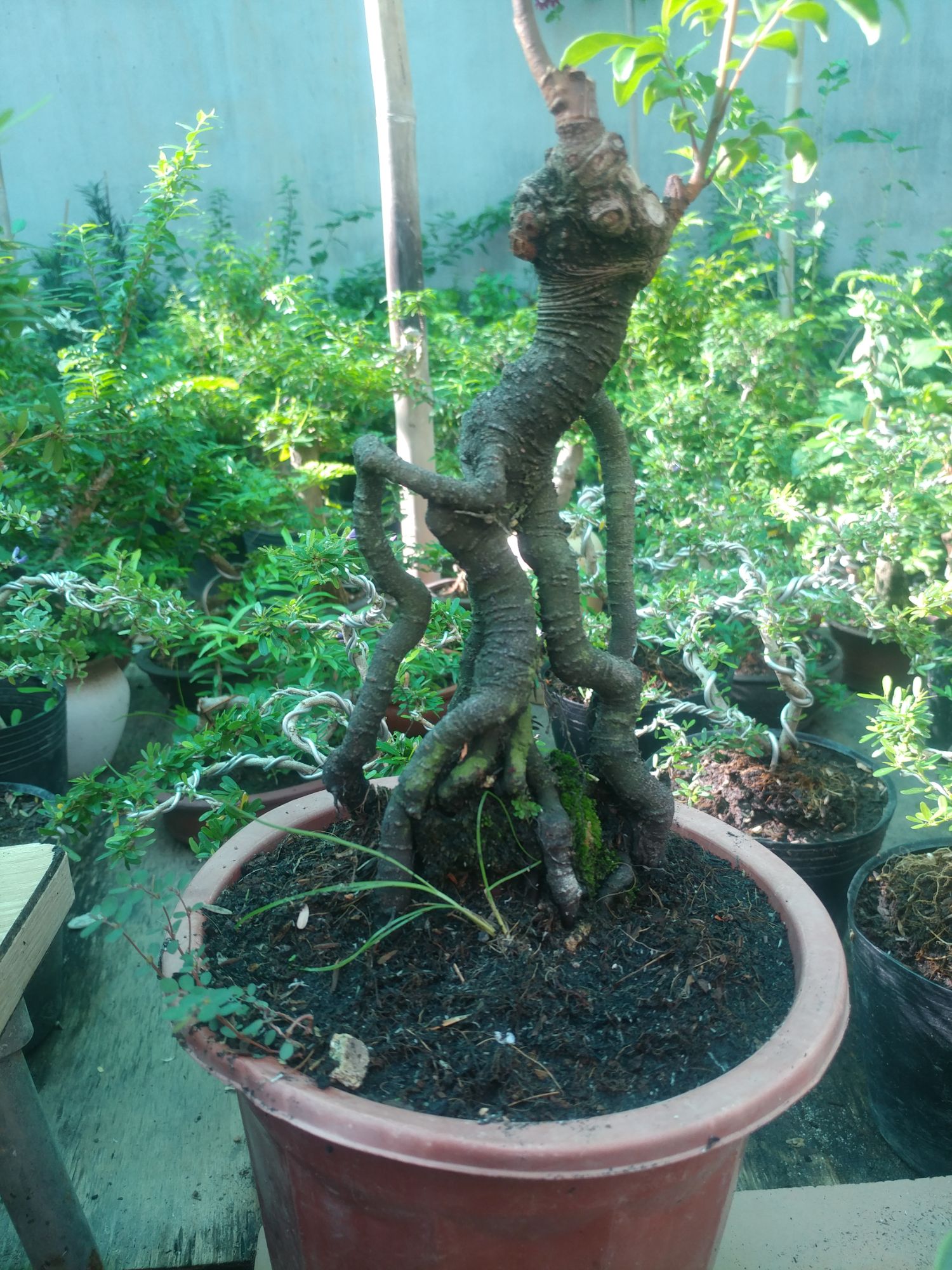 phôi Khế nhật dáng quái