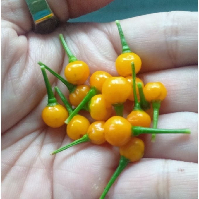 Giống ớt peru aji charapita mắc nhất thế giới _trung tâm cây giống eakmat tây nguyên