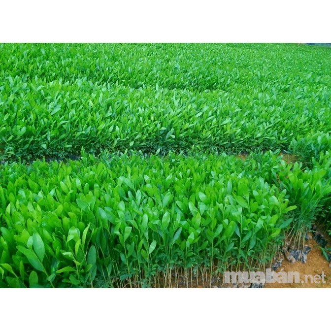 Cây keo lai lá tràm giống lấy gỗ