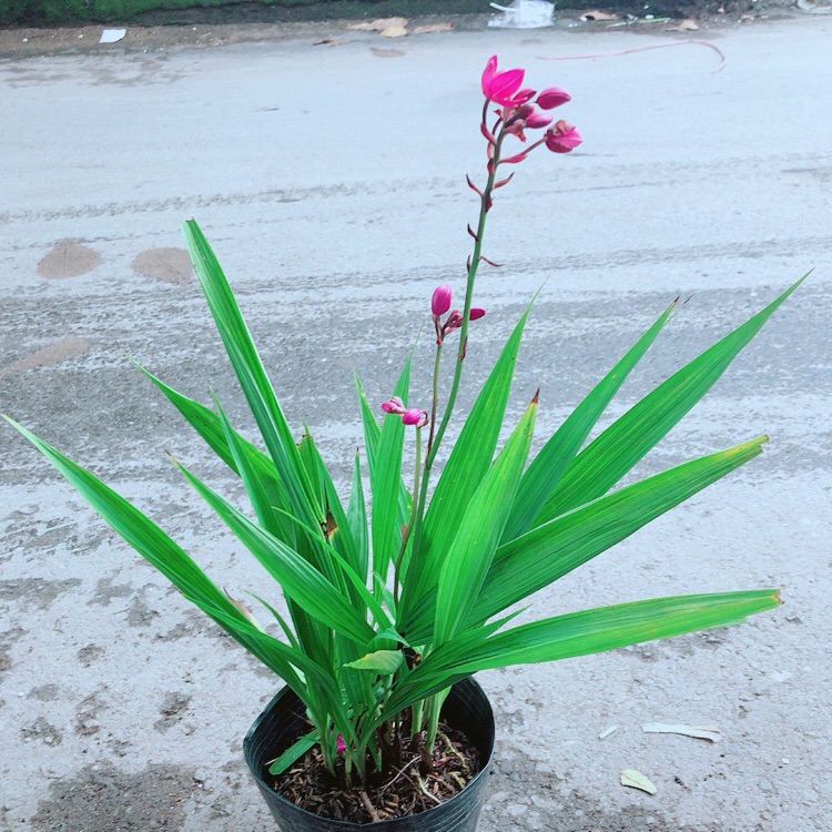 Lan Đất Có Hoa Màu Tím