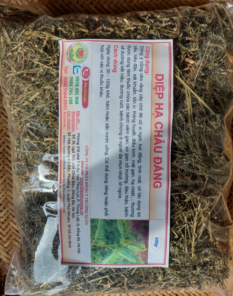 DIỆP HẠ CHÂU ĐẮNG/ CHÓ ĐẺ RĂNG CƯA
