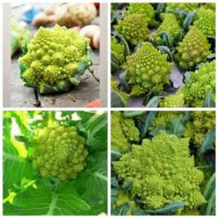 Gói 100 hạt giống súp lơ mix