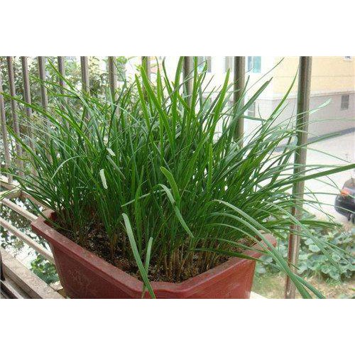 HẠT GIỐNG HẸ CAO SẢN NHẬT BẢN bịch 1gr