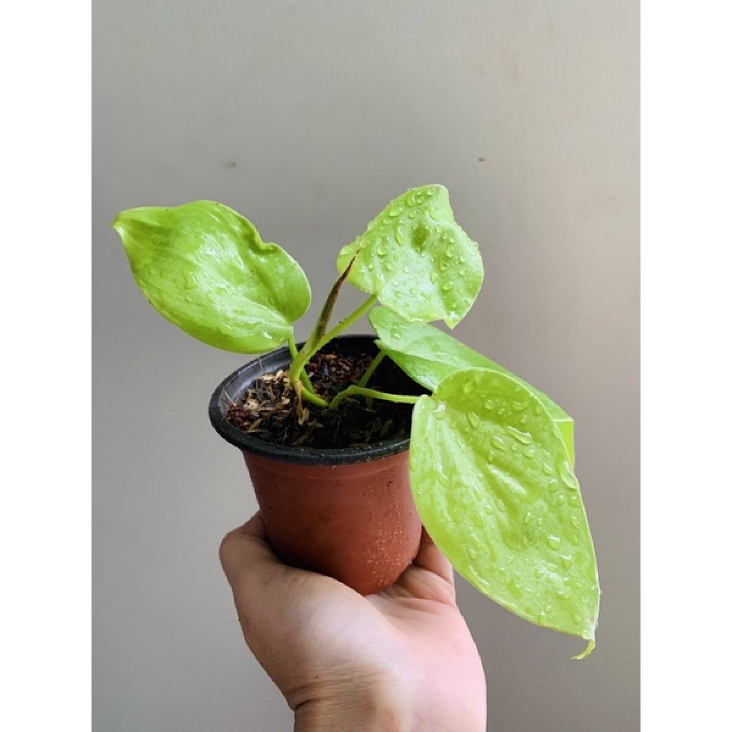 Trầu bà Philodendron Hederaceum 'Lemon Lime (trầu bà vàng lá tim)