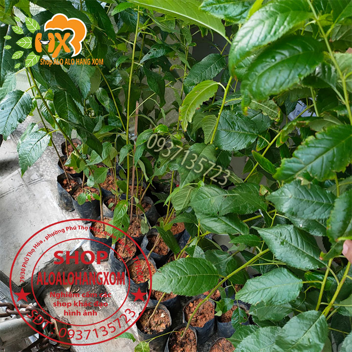 [HCM]combo 5 cây mai anh đào cây con [ cây giống ] .