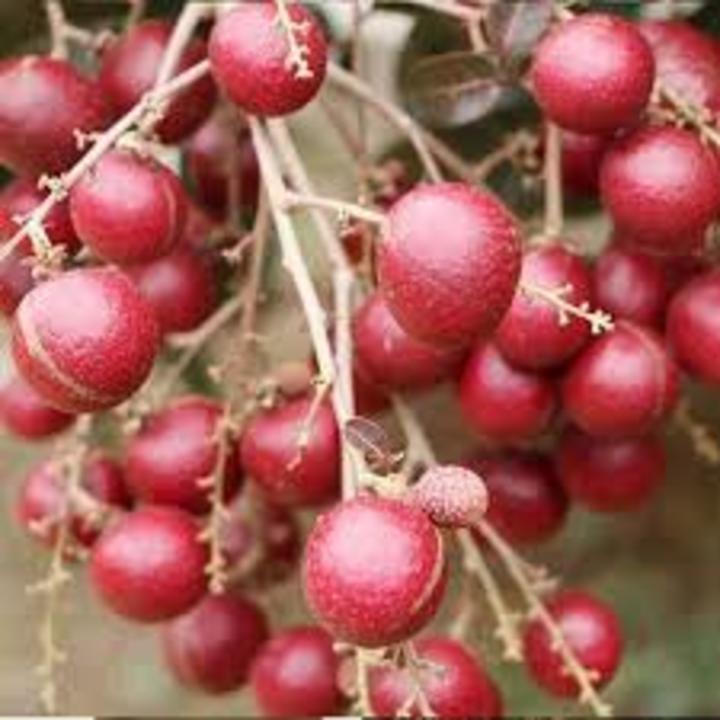 CÂY GIỐNG NHÃN TÍM