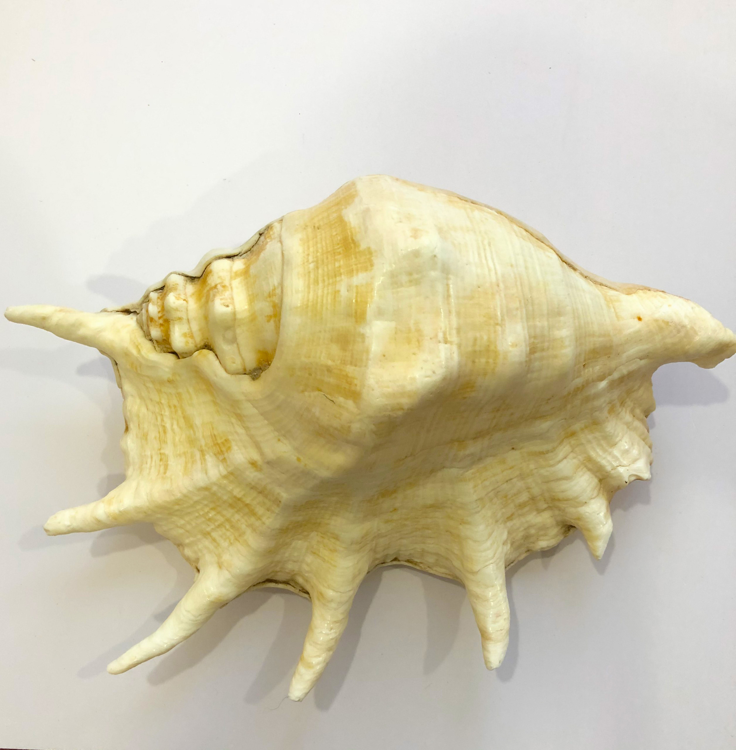 Vỏ ốc Tai Bẹ size 25cm