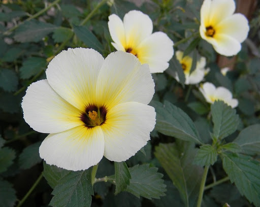 Cây giống Cây Đông hầu ( Dừa kem - dừa vàng ) - CayGiongTot