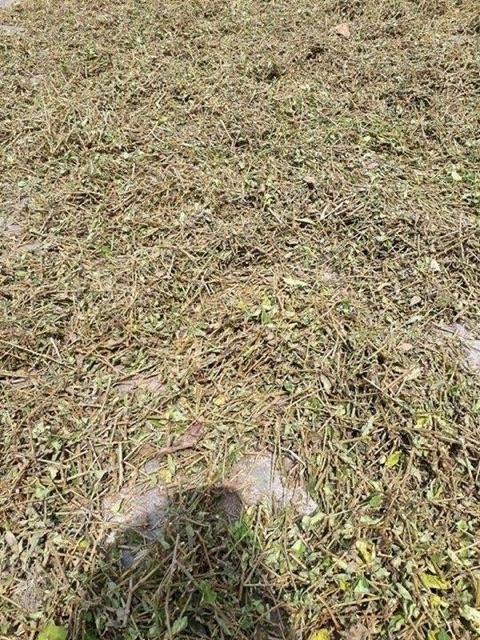 Cà Gai Leo 1kg
