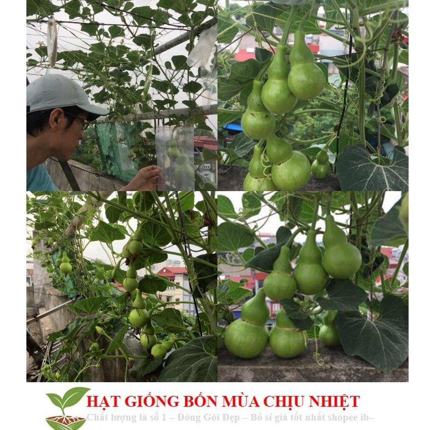 MJ216 Hạt Giống Bầu Hồ Lô - Mini Siêu Kute (Lagenaria siceraria) 5 hạt