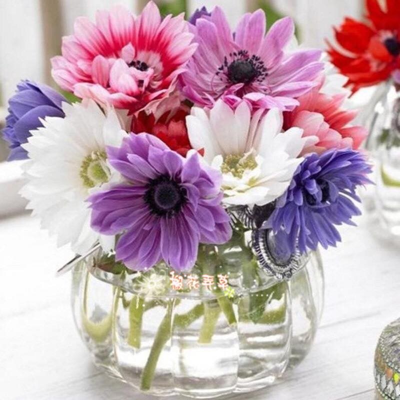 Củ Hoa Anemone hoa màu trắng-Thu mẫu đơn -1 củ