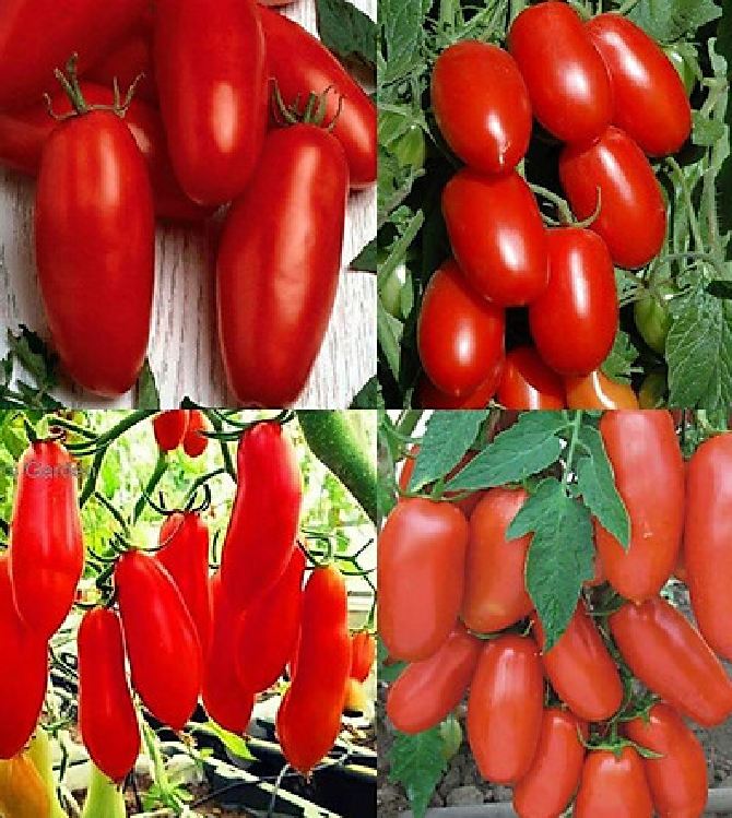 Hạt giống cà chua chuối ( cà chua ngón tay đỏ ) 30 hạt/gói - ( TẶNG gói kích thích hỗ trợ hạt nảy mầm)