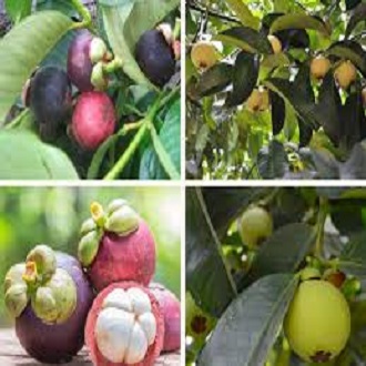 Cây giống măng cụt- Trái cây đặc sản- Hoa kiểng Nguyễn Lộc