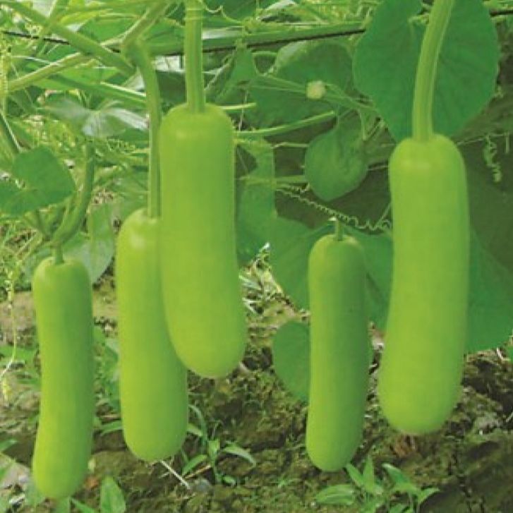 Hạt giống bầu lai siêu trái (gói 10 hạt)