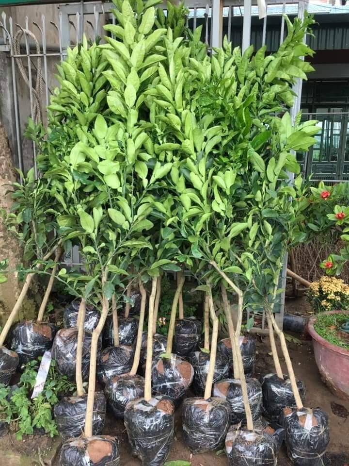 Cây Bưởi Hoàng ghep ( 18 tháng cho trái)
