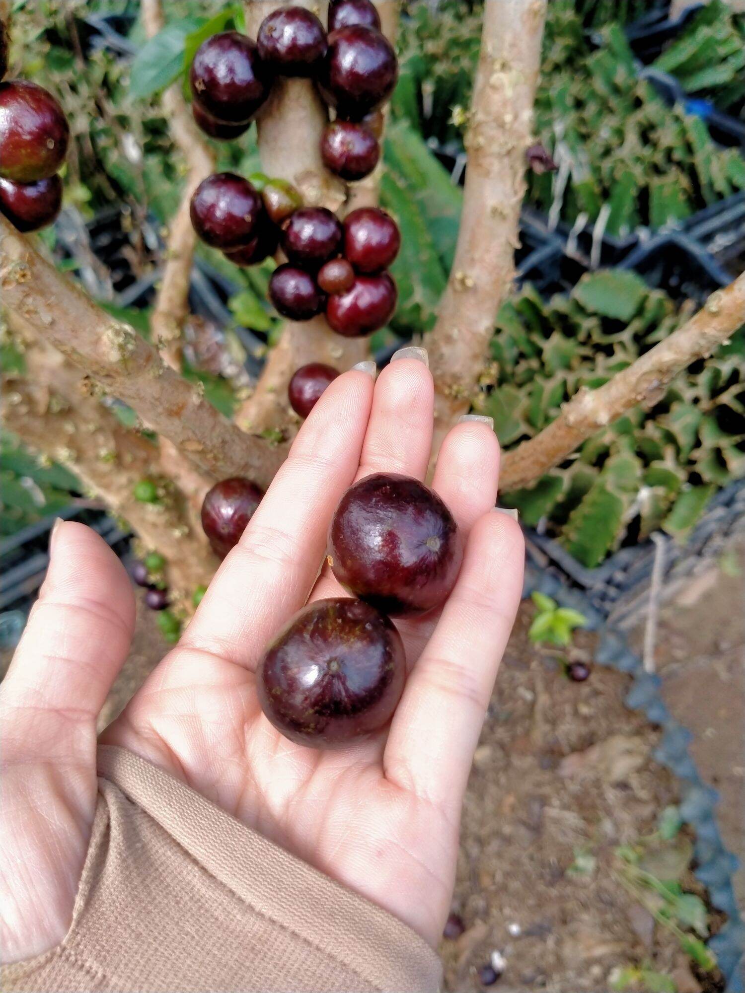 CÂY NHO THÂN GỖ TỨ QUÝ LOẠI NHỠ