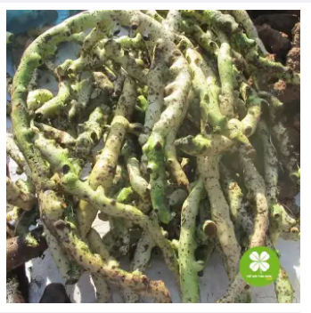 Tắc Kè Đá (cốt toái bổ) - 1KG - LV114
