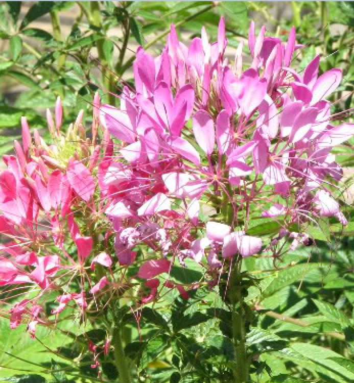 Hạt giống hoa Hồng Ri (Túy Điệp) Mix (Cleome) - gói 100 hạt