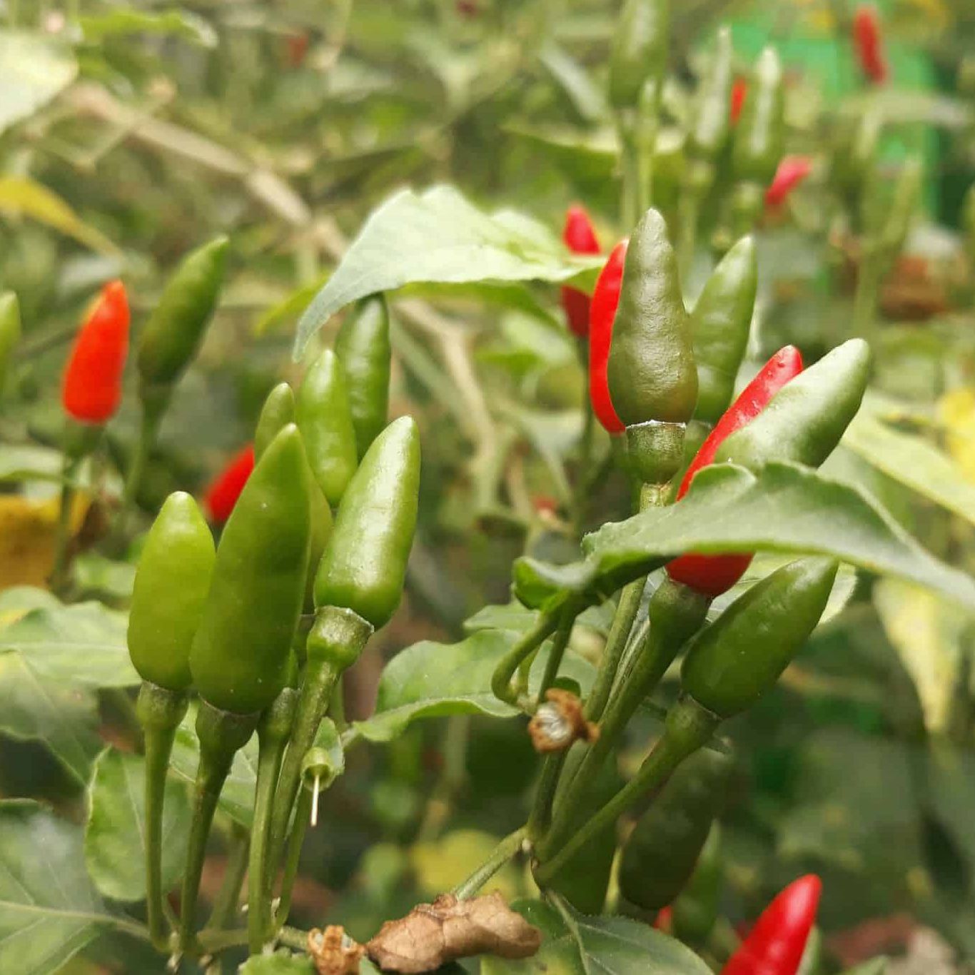 "Gói 30 "Hạt giống ớt thóc (ớt xiêm rừng) [Seeds]