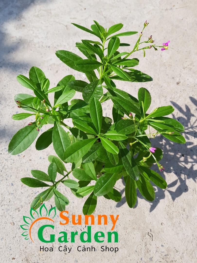 Cây Sâm Đất ( Thổ Sâm) - Chậu Rau Dược Liệu