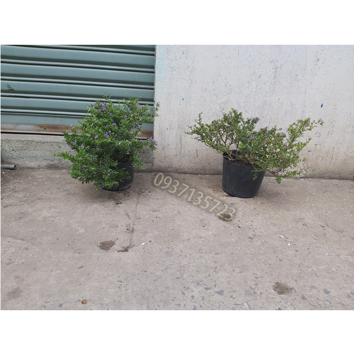 [HCM]CÂY LINH SAM -CAO TỪ 20-35 CM