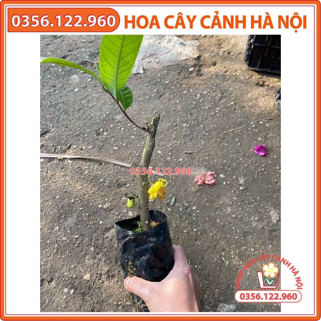 Cây giống cây trà hoa vàng giâm cành - chè hoa vàng giống chuẩn