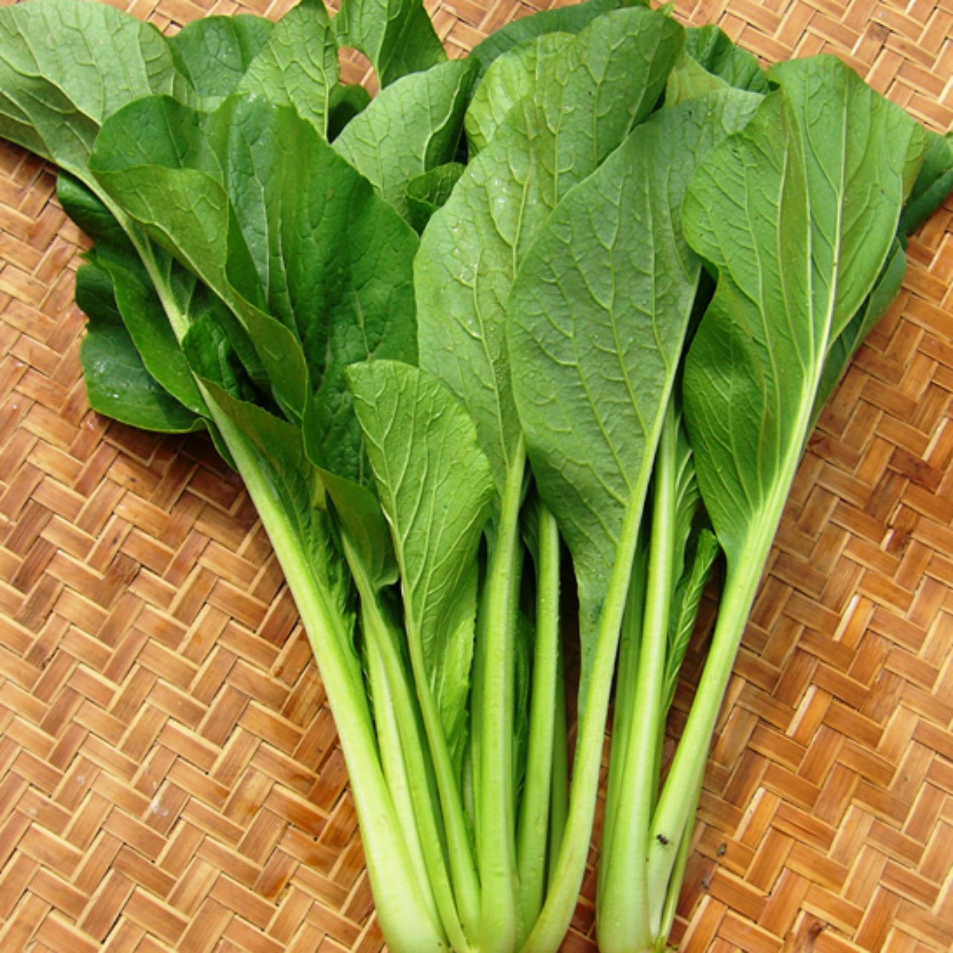 [Sale  off] Hạt giống rau cải xanh ngọt ăn lá