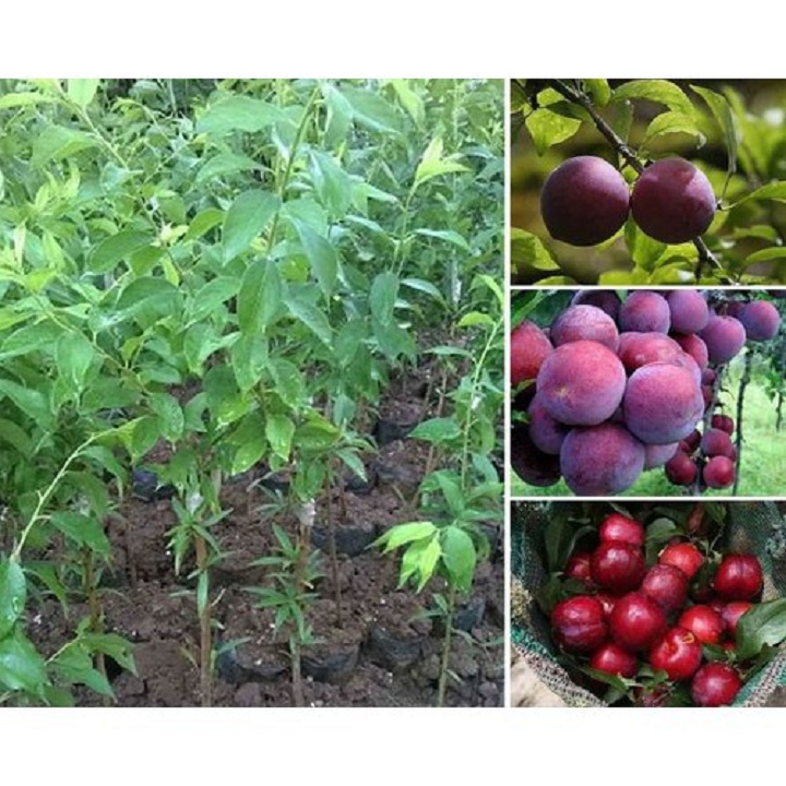CÂY GIỐNG MẬN TÍM ÚC