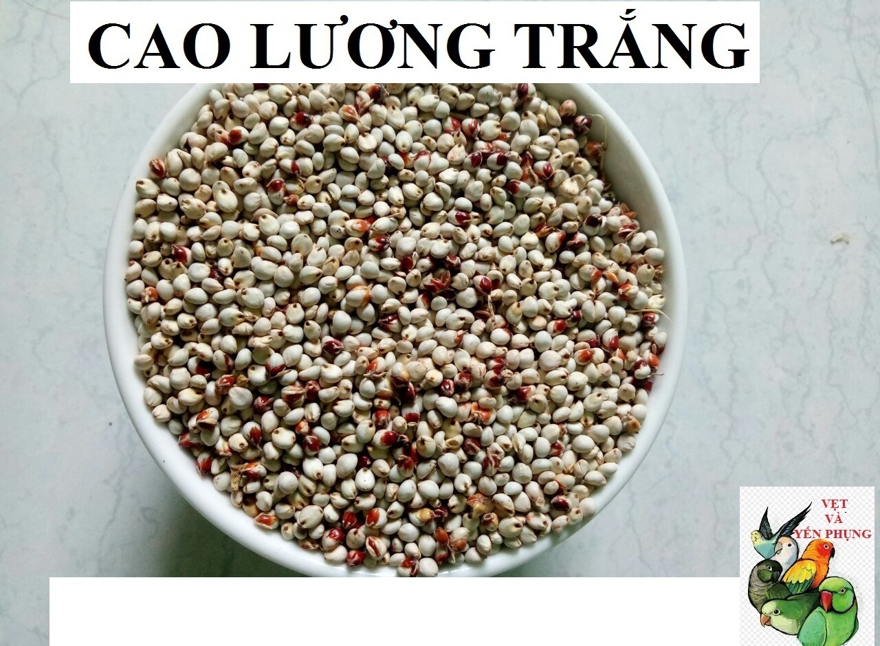100G HẠT BOBO TRẮNG CHO CHIM,VẸT,HAMSTER VÀ THÚ CƯNG NHỎ