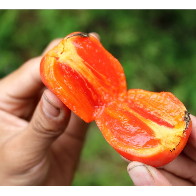 CÂY GIỐNG HỒNG TRỨNG ĐÀ LẠT