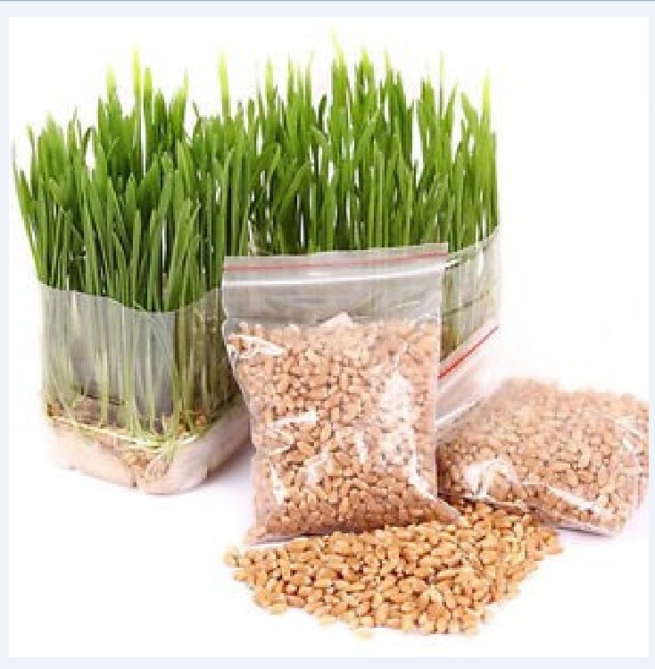 Hạt giống mầm lúa mì - mầm lúa mạch ( 1 gói 100gr )