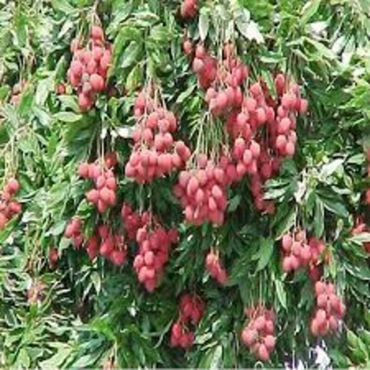 CÂY GIỐNG VẢI THIỀU DÒNG QUẢ SỚM