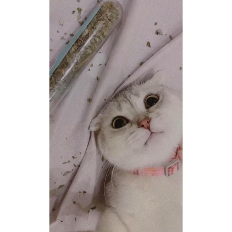 Cỏ Mèo Khô Catnip ❤️