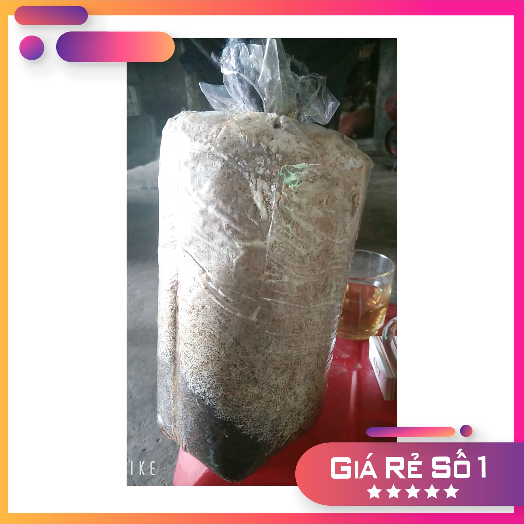 Phôi nấm bào ngư trắng