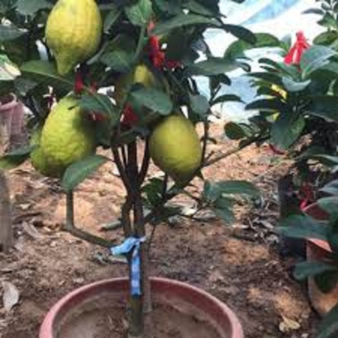 CÂY GIỐNG CHANH VÀNG MỸ NHẬP KHẨU