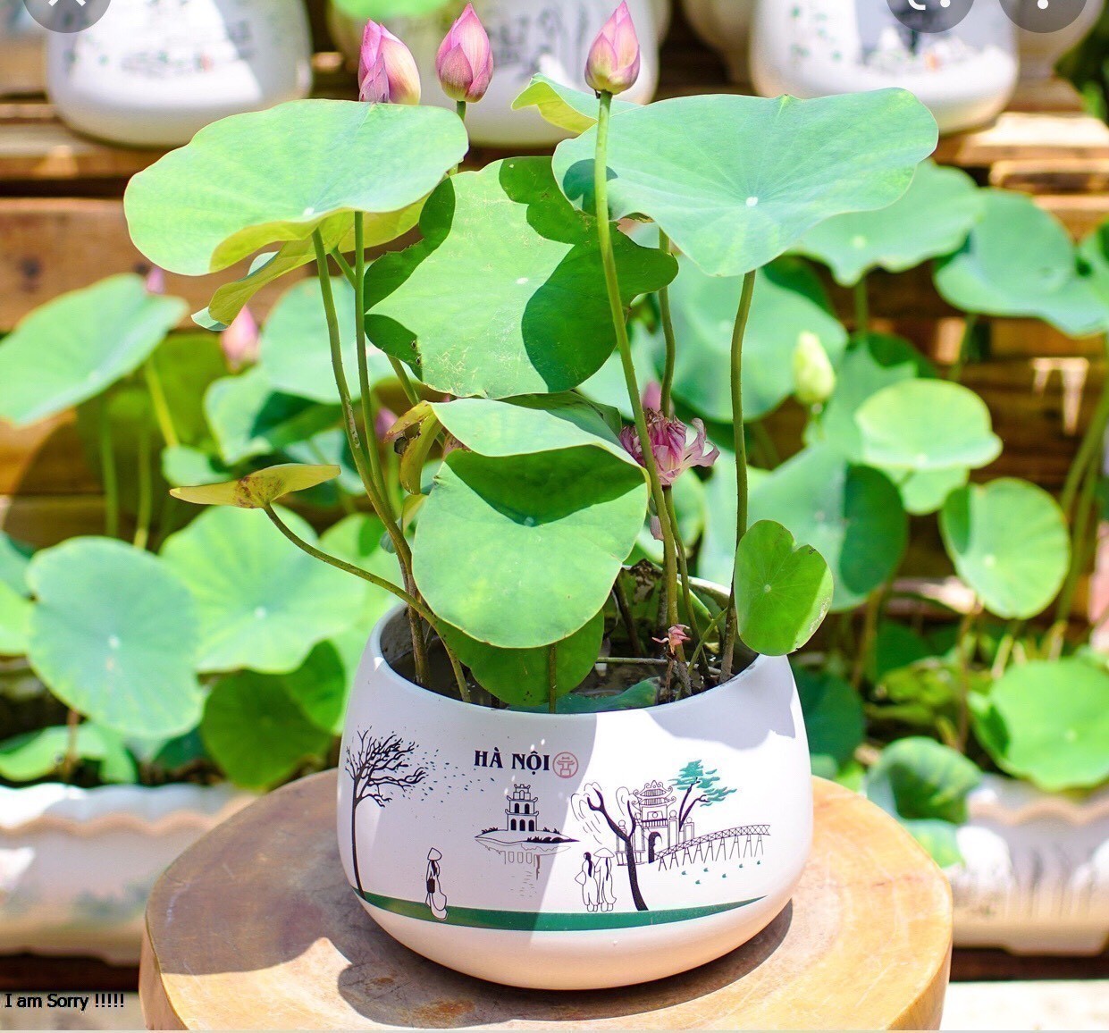 10 Hạt sen mini nhật full màu 9 màu (Đã cắt đầu)