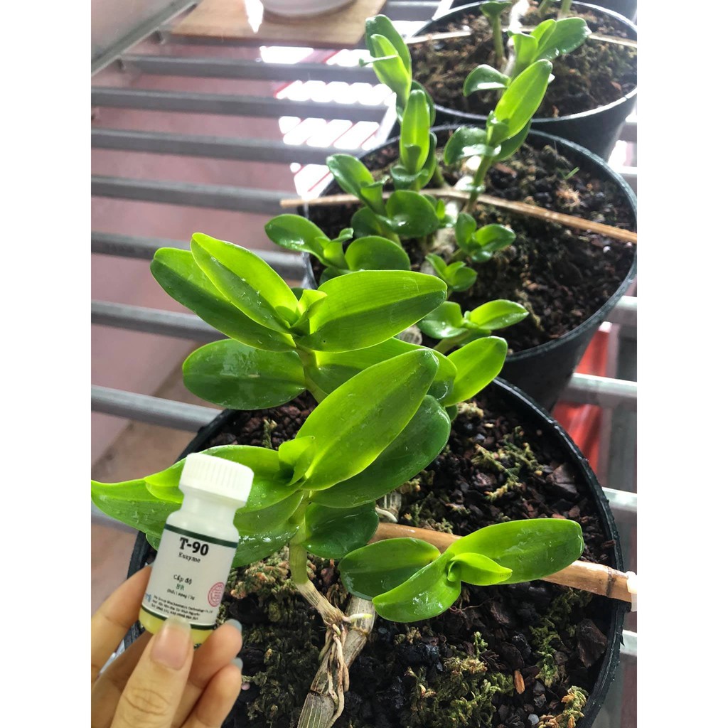 Siêu kích mầm Enzym T90 lọ 15g