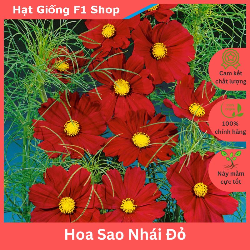 Hạt Giống Hoa Cánh Bướm (Hoa Sao Nhái) Màu Đỏ Trồng Chậu (50H) (225.F1)