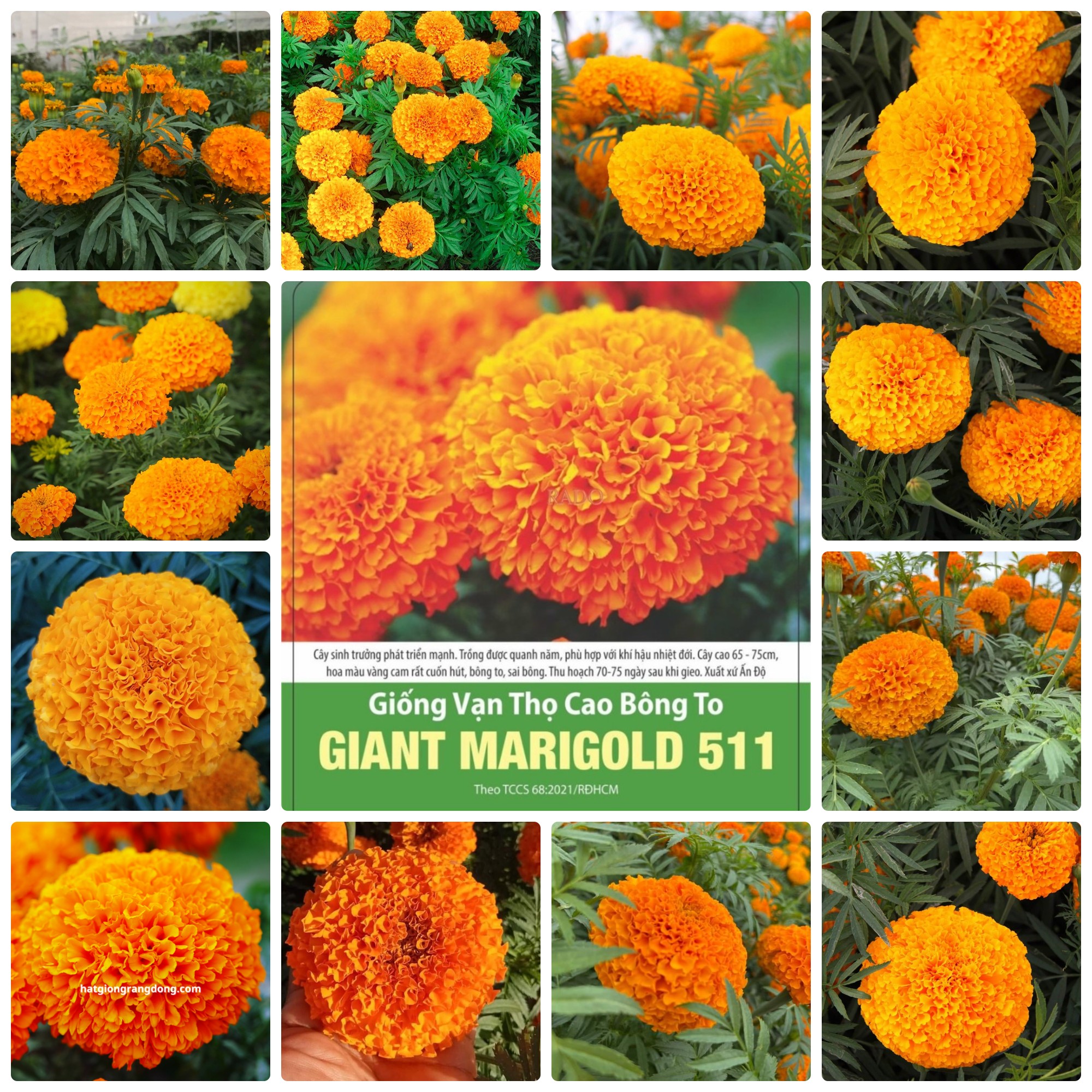 Hạt giống vạn thọ cao bông to giant marigold gói 0.1gr