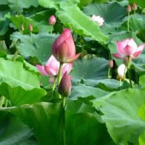 Hạt Giống Sen Ta - Sen Hồ Tây - Túi 10 Hạt Chất Lượng Tốt. Dễ Trồng .