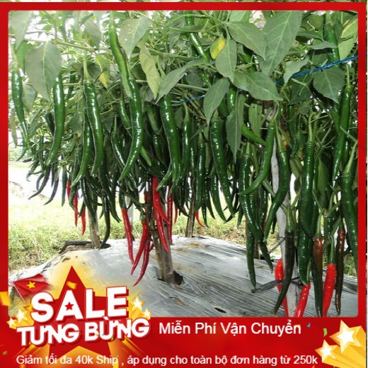 Hạt giống ớt hàn quốc - 30 hạt