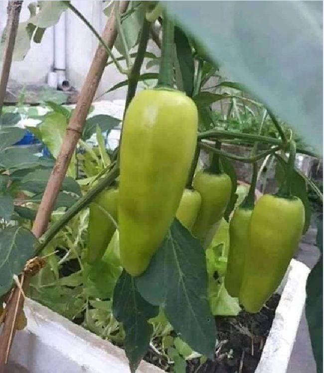 Hạt giống ớt đùi gà Thái Lan F1 - ( 0.5gram tầm 75 hạt)