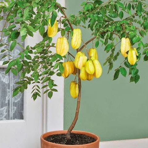 CÂY GIỐNG KHẾ NGỌT
