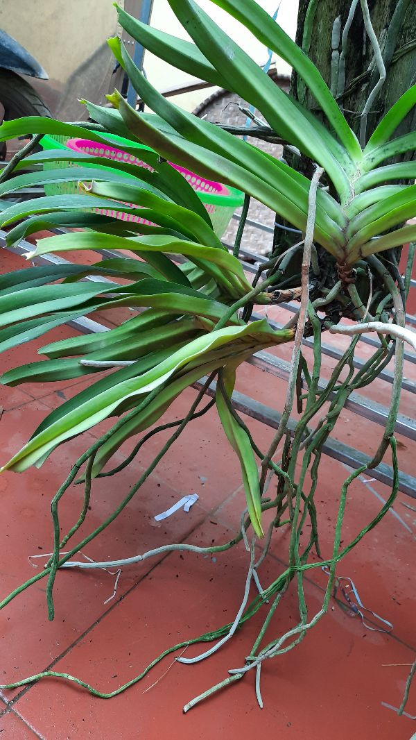 phong lan đuôi chồn nguyên bản