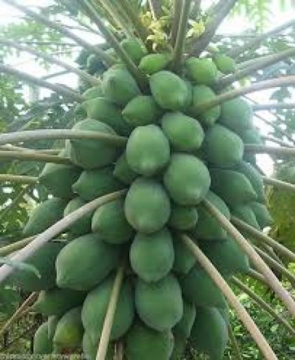 Hạt giống Đu Đủ Ngân Lượng F1