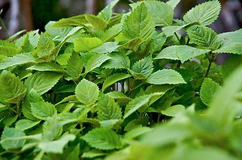 HẠT GIỐNG Rau Kinh Giới ( Rau Gia Vị Ngon)
