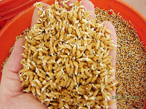 cỏ mèo 200g
