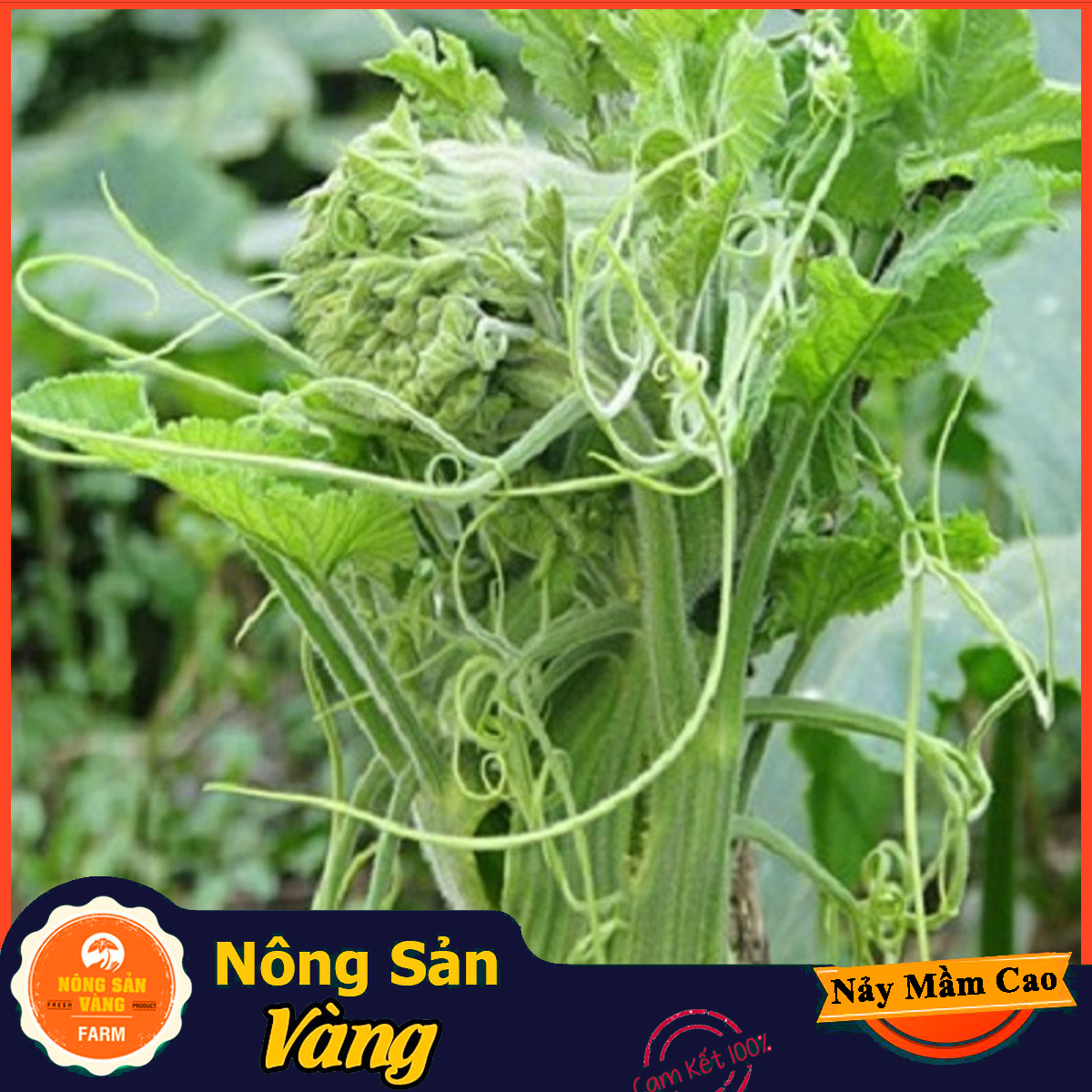 Hạt giống Bí Siêu Ngọn Bí Lấy Ngọn ( Gói 10Gram ) - Nông Sản Vàng