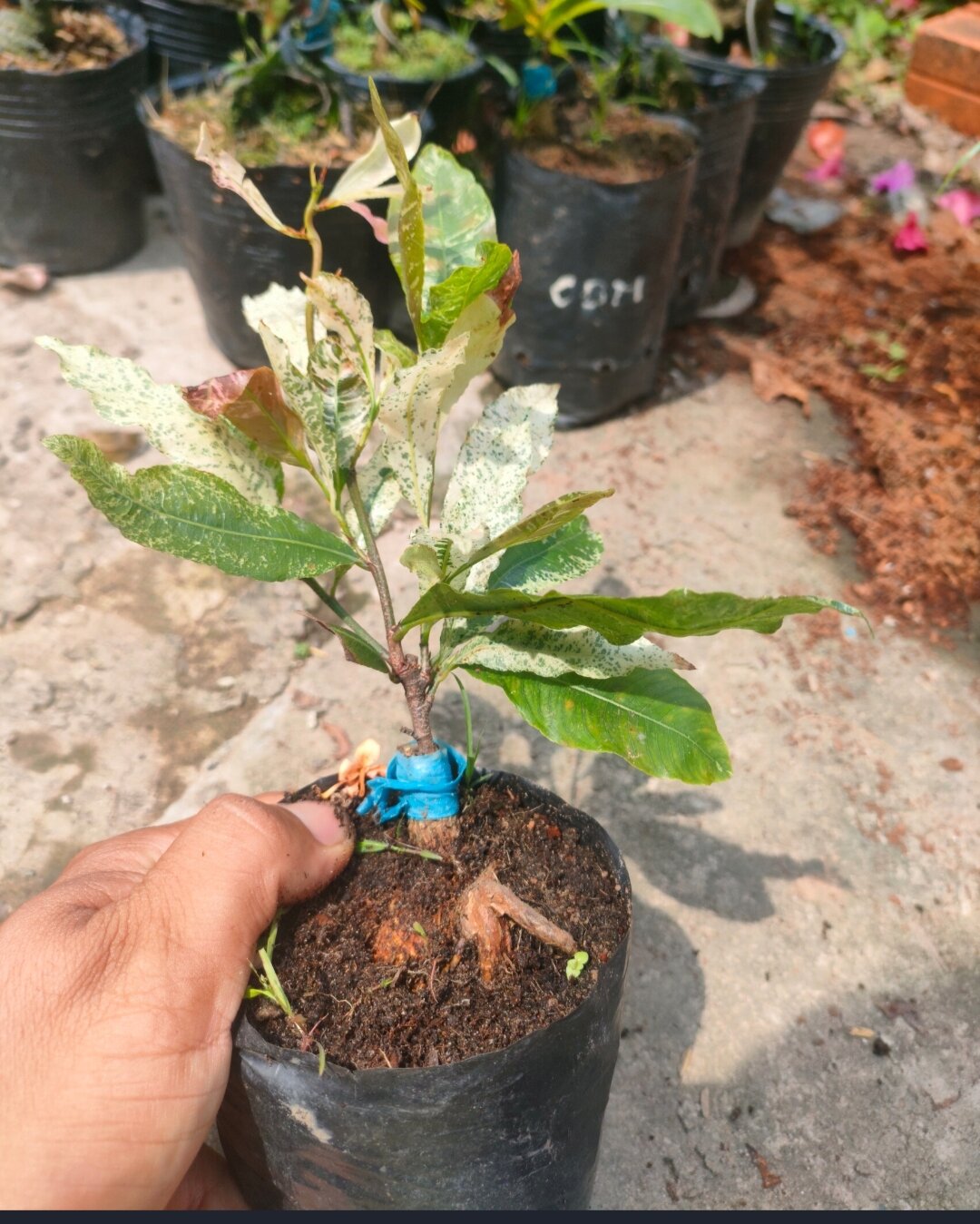 Cây mai trắng thái ( bạch mai thái )