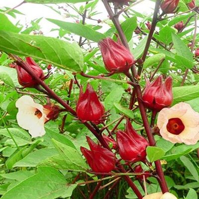 1g Hạt giống hoa bụt giấm, atiso đỏ